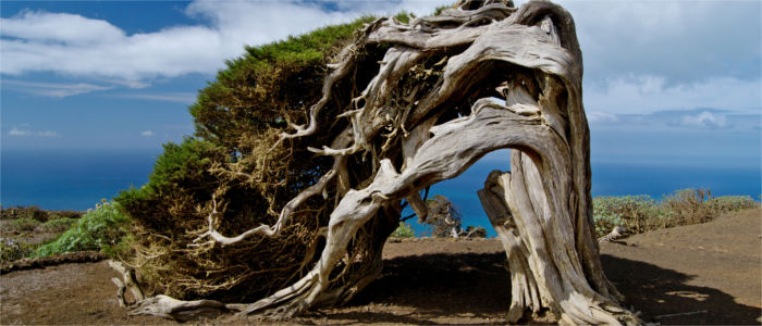 Juniper grover on El Hierro