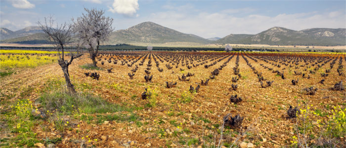 Field in Ciudas real