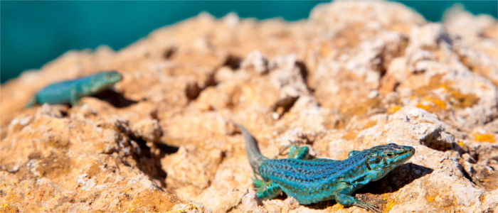 Lizard on Ibiza