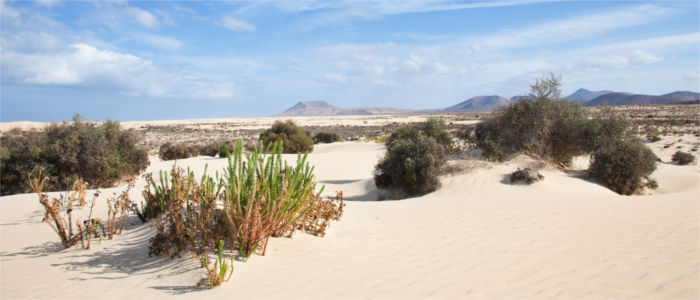 Dunes on Fuerteventura