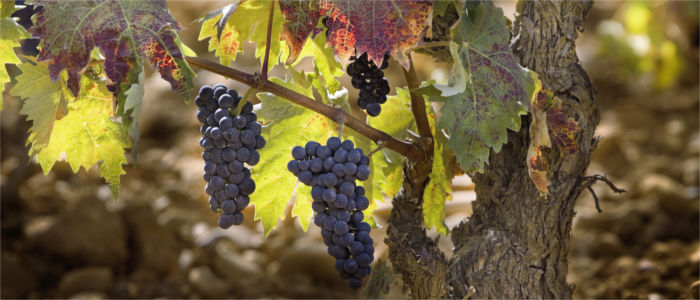 Vine in La Rioja