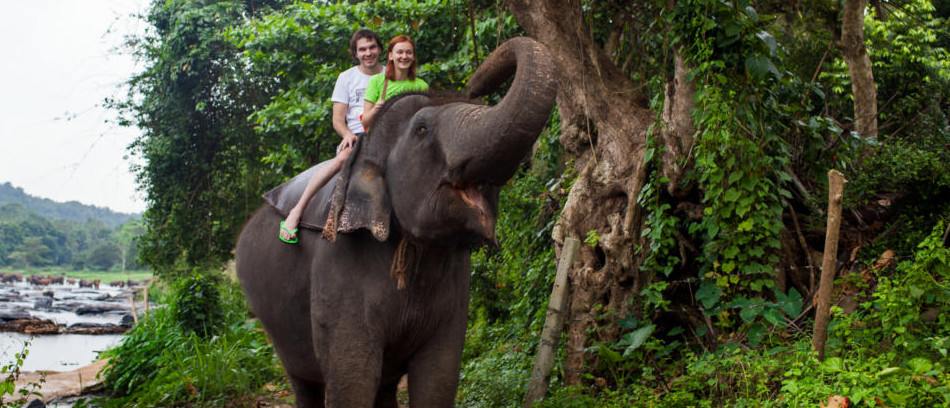 Sri Lanka's elephants