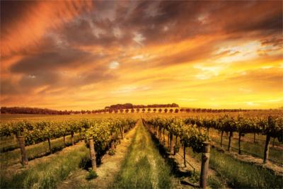 Landscape in the Barossa Valley