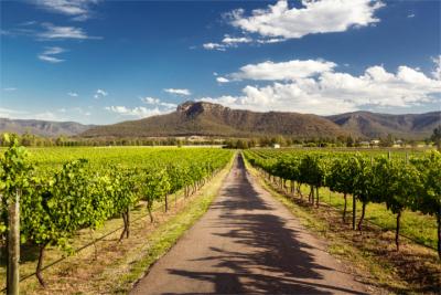 Wine-growing in the Hunter Valley