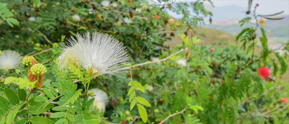 Suriname's exotic flora