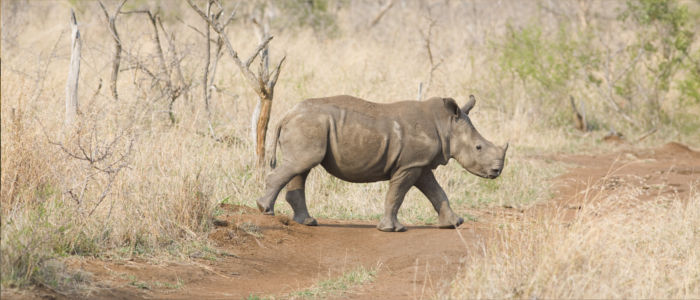 Wild rhinoceros in Swaziland
