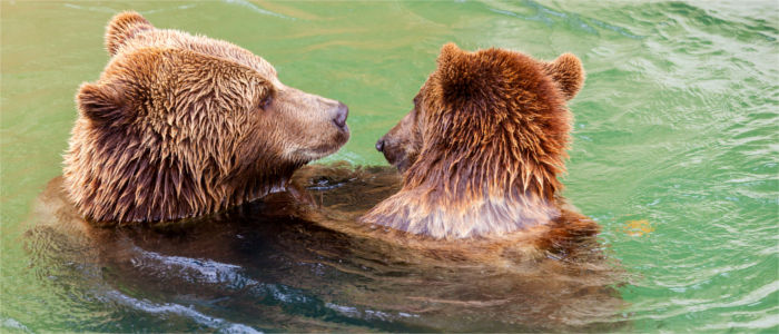 Bears playing in the water