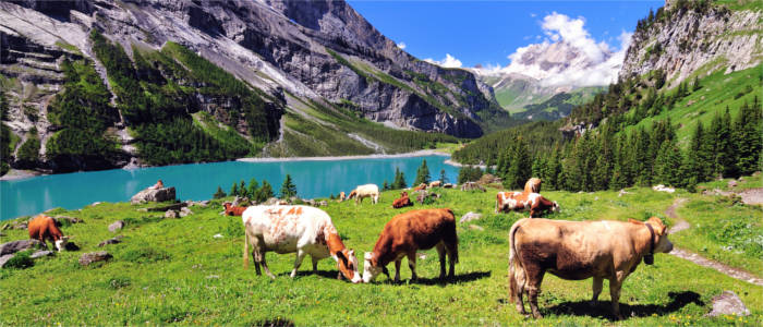 Cows in the Bernese Oberland