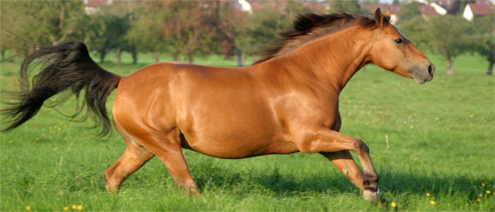 Franches-Montagnes - horses in the Canton of Jura