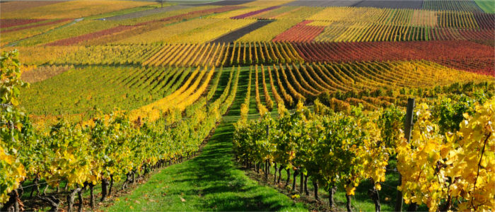 Vineyards in Eastern Switzerland