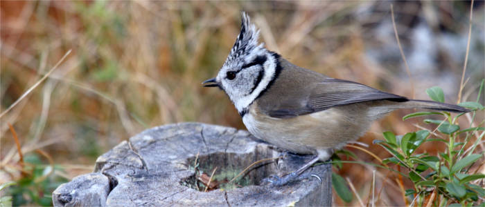 A European crested tit in the Swiss National Park