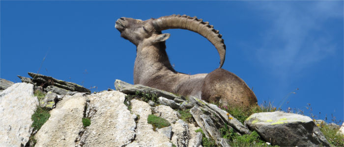 An ibex sunbathing in the Alps