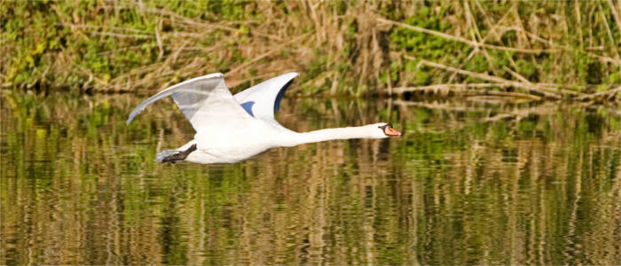 Migrating birds are nesting at Lake Constance