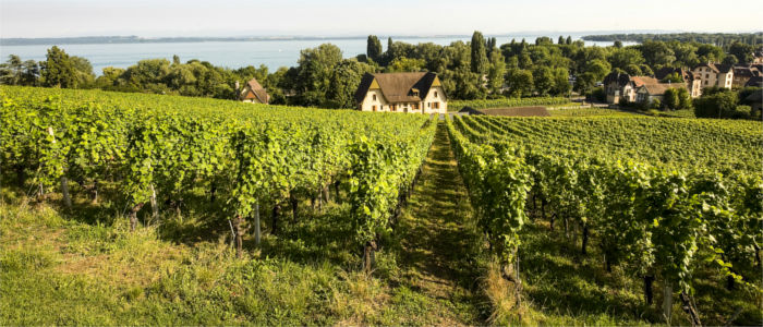 Vineyard in Neuchâtel