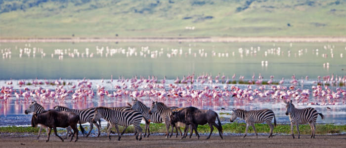 Ngorongoro Crater and its inhabitants