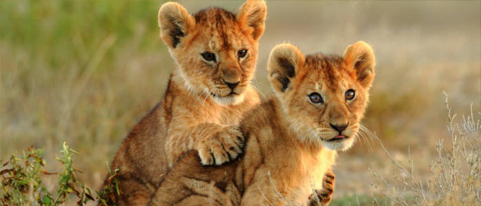 Young lions in Tanzania