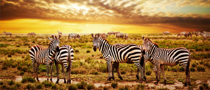 Tanzania's zebras