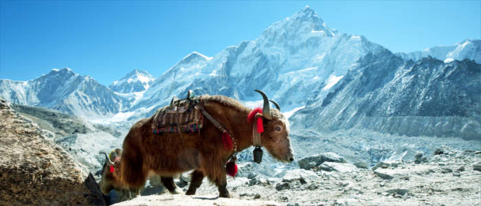 The Tibetan yak