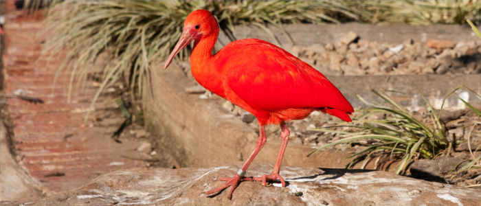 Scarlet ibis in Trinidad and Tobago