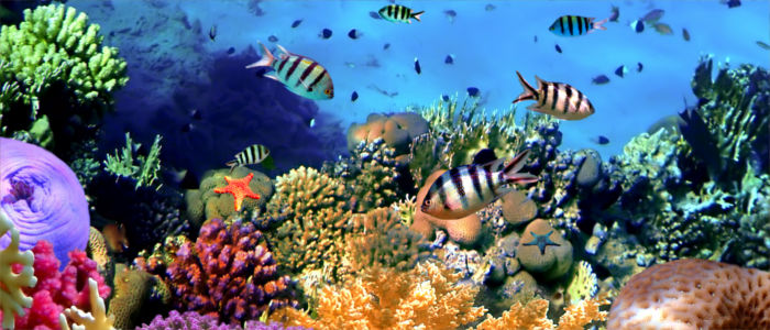 Fish in the coral reef in Trinidad and Tobago