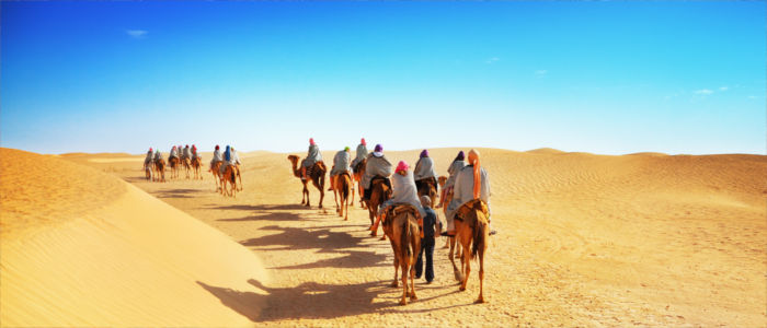 Tunisian dromedaries