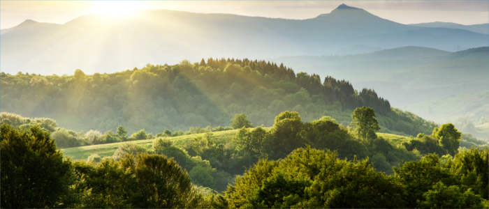 Forests in the Carpathians in Ukraine