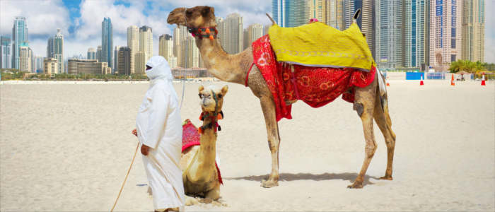 Camel rides in the United Arab Emirates