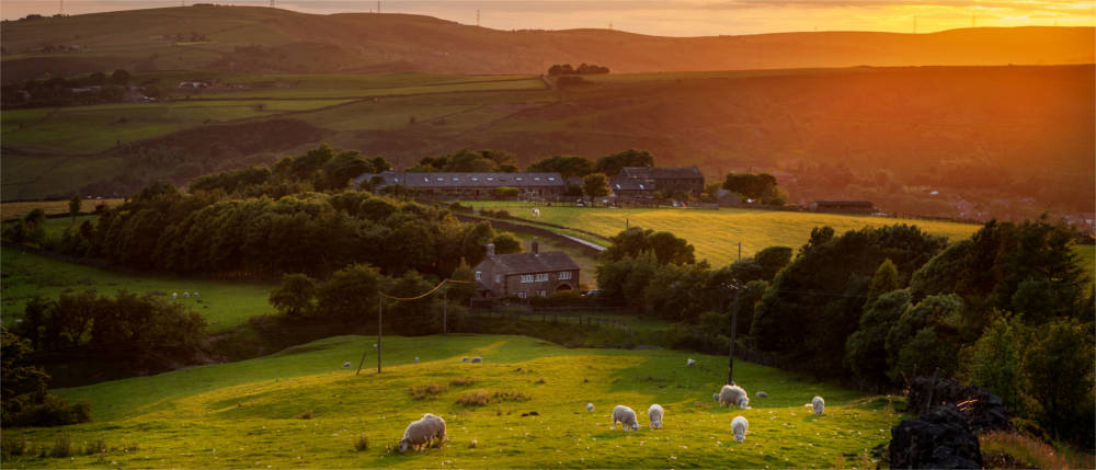 Sheep browsing in England