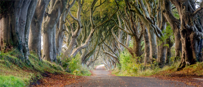 Dark Hedges in Ballymoney