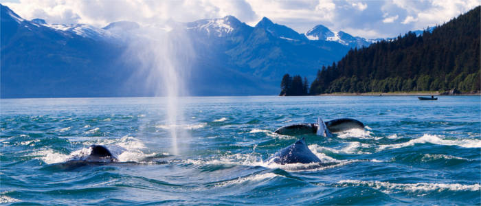 Whale watching in Alaska