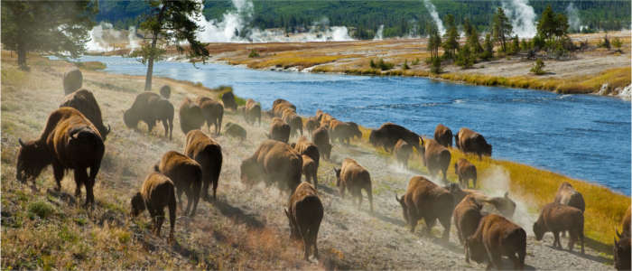 Herd of bisons in the Yellowstone National Park