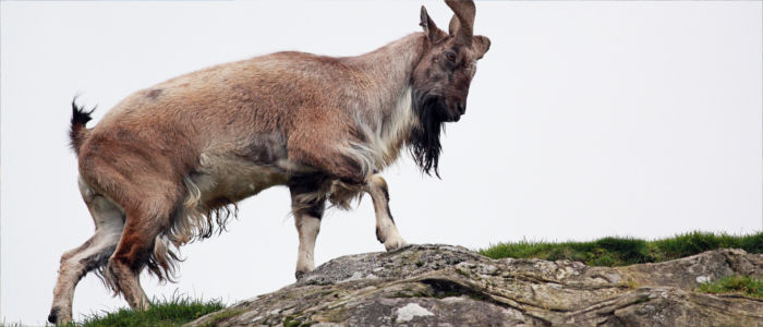 Markhor goat in Uzbekistan