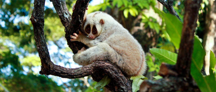 Loris in Vietnam