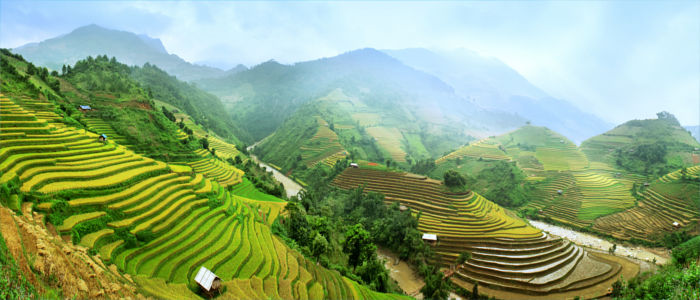 Rice fields in Vietnam
