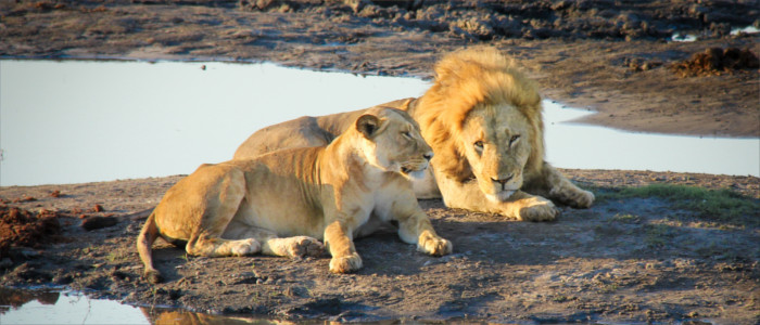 Lions in Zambia