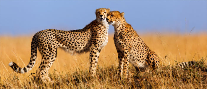 Wild cheetahs in Zimbabwe