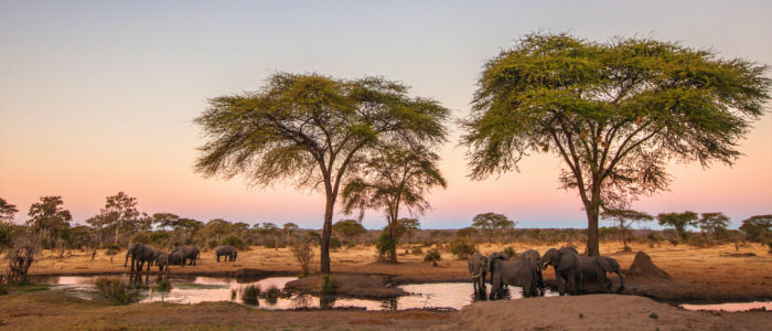 Wild animals gather at a waterhole in Zimbabwe